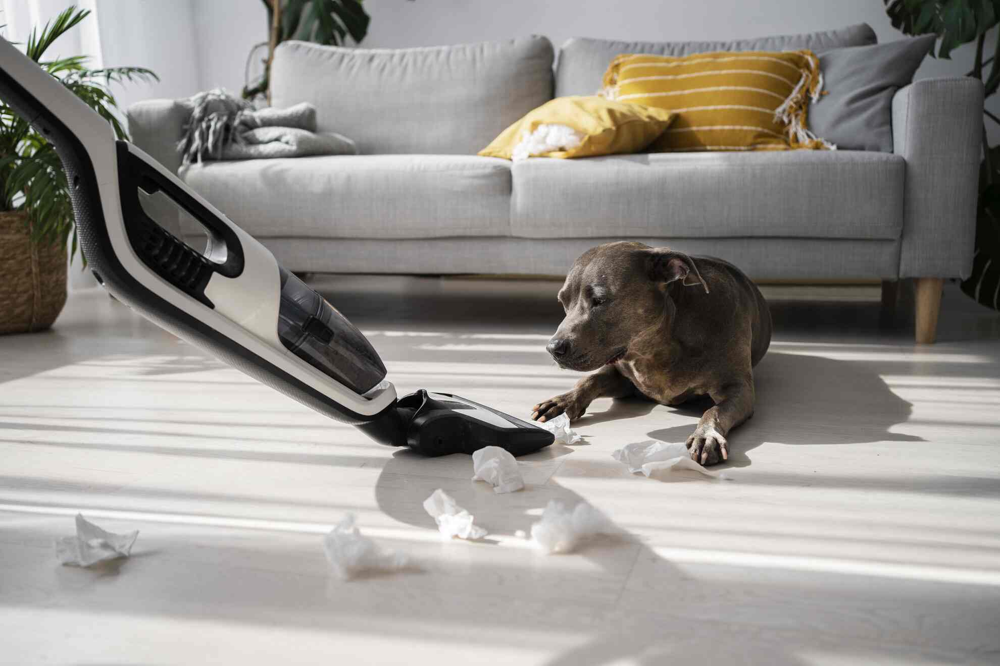 Cleaning Tips for Pet Owners: Keeping Your Home Fresh and Fur-Free